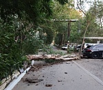 В Астрахани на дорогую Infiniti упало дерево