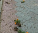 В Астрахани выпускники повырывали цветы с клумбы на Аллее славы