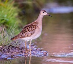 Записки астраханского натуралиста. Осенняя охота – кулики и болотные курочки