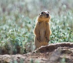 Записки астраханского натуралиста. Любят ли суслики высокую траву