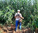 За несколько дней в Астрахани ликвидировали 36 очагов конопли 