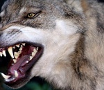 На востоке Астраханской области продолжается серия нападений диких зверей