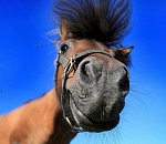 В Астраханской области трое мужчин обокрали казахов на три миллиона