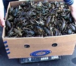 В Астраханской области более тонны живых раков вернули назад в Казахстан