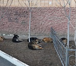 Как боролись с бездомными собаками в Астрахани 135 лет назад