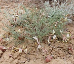 Ученые из Астрахани и Казахстана открыли новый вид растения