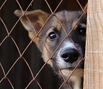 Мария Пермякова пожаловалась на астраханцев, которые не дают отлавливать собак