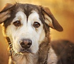 В Астрахани догхантер пытался расстрелять бездомного пса