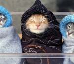 В четверг синоптики обещают астраханцам снег и сильный ветер