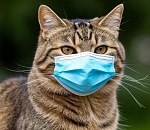 Два очага бешенства выявили в одном астраханском селе