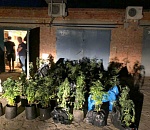 С соблюдением агротехнологий: астраханцы оборудовали теплицу для выращивания конопли 