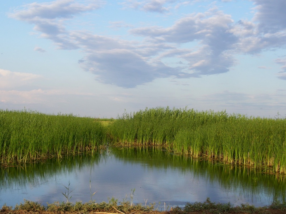 Астраханскому заказнику "Степной" - федеральный статус