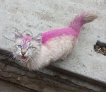 Слух о живодерах, раскрасивших в Астрахани кота, оказался сильно преувеличен  