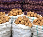 Астраханская область действительно планирует собрать рекордные 2,2 млн тонн овоще-бахчевой продукции и картофеля