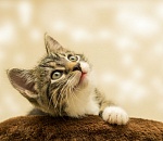 Астрахань признана самым «кошачьим» городом