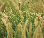 Астраханские фермеры готовятся к уборке раннего риса