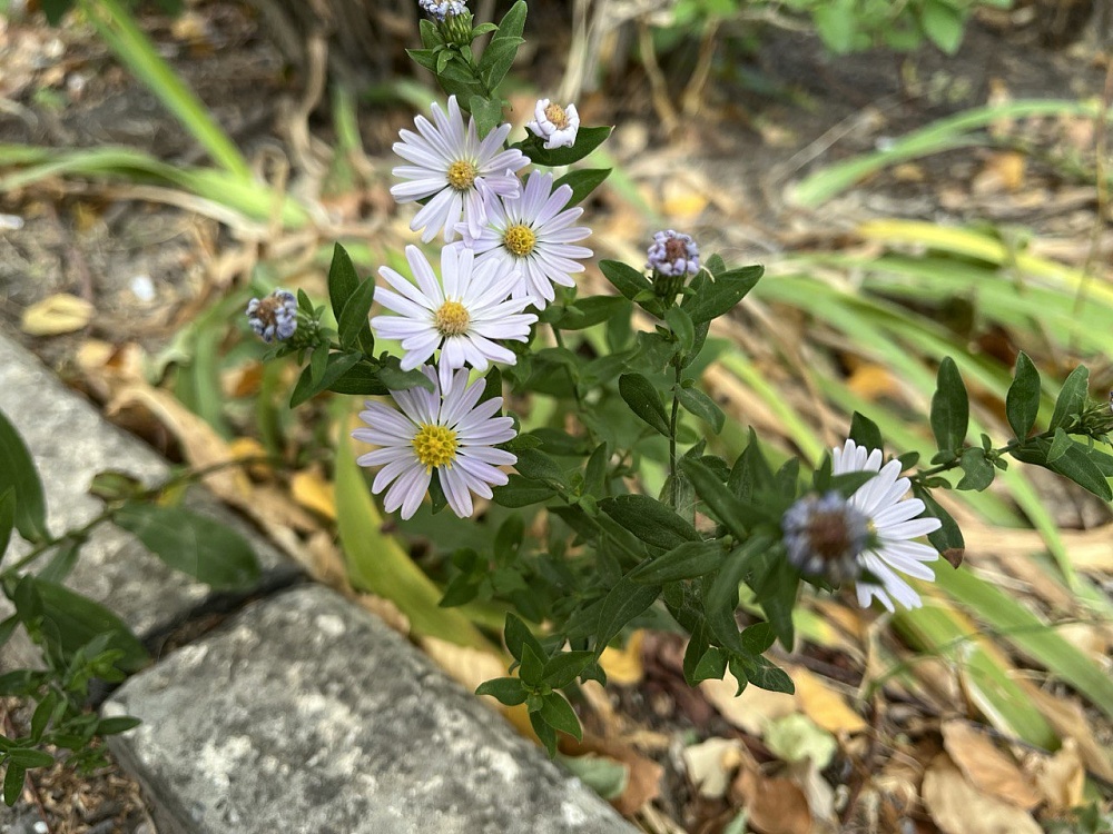 Середина недели в Астраханской области будет солнечной, но ветреной