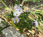Середина недели в Астраханской области будет солнечной, но ветреной