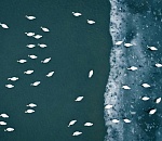 Астраханский заповедник снова в журнале Forbes