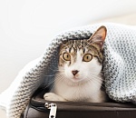 Астраханец вызвал бригаду скорой помощи своему коту