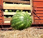 Первые вагоны с астраханскими арбузами отправились в Москву 