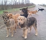 В Астрахани на маленькую девочку напали собаки