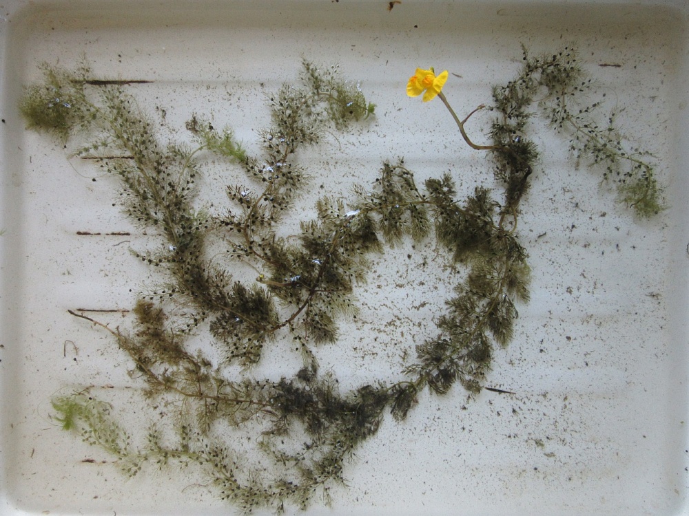 В Астраханской области произрастает хищное растение с самой быстрой реакцией 