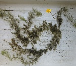 В Астраханской области произрастает хищное растение с самой быстрой реакцией 