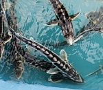 ЛУКОЙЛ выпустит в водоемы более миллиона мальков русского осетра