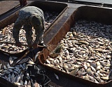 Астраханскую рыбу отправили в магазины Польши, Дании и Грузии