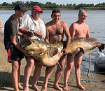 В Астраханской области поймали сома-гиганта