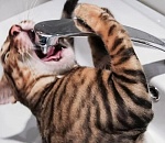 Во имя выживания Астрводоканала тарифы планируют повысить на 40%