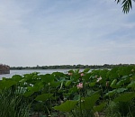 В центре Астрахани зацвели лотосы