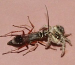 Записки астраханского натуралиста. Осы и их жертвы