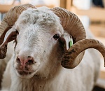 В Астрахань съедутся овцы со всей страны