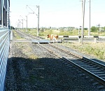 Нарушение правил выпаса домашнего скота стало причиной 18 экстренных торможений поездов в Астраханском регионе