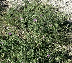 Опасный сорняк захватил 640 га земли в Астраханской области, введен карантин