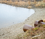 Паводок-2020: отраслевики вроде бы нашли компромиссный вариант