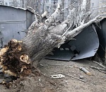 В Астрахани упавшее дерево раздавило гараж