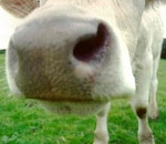 Полиция обнаружила в багажнике перевернувшегося в ДТП автомобиля украденную корову