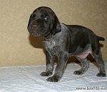 Астраханские приставы в очередной раз арестовали за долги собаку