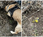 В Астраханской области за попытку сбыта наркотиков задержан москвич