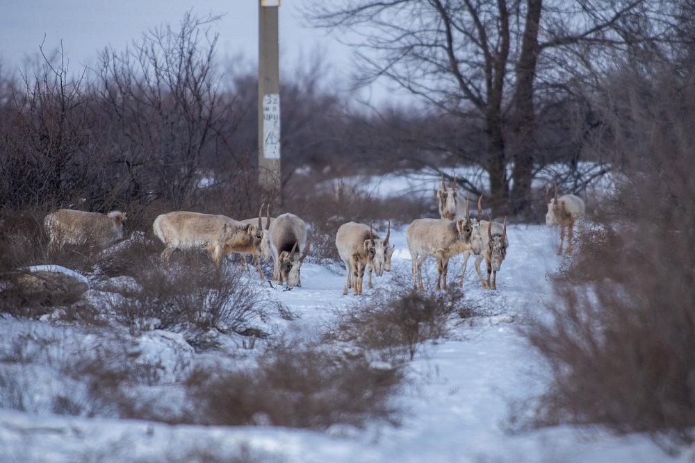 Краснокнижные стада бегают в окрестностях Астрахани 