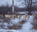 Краснокнижные стада бегают в окрестностях Астрахани 
