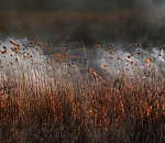 Олег Шеин: дельта Волги полыхает сотнями пожаров