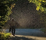 Сколько мошки в этом году будет в Астрахани