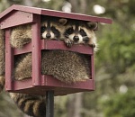 Деньги на жильё для молодых сократили в 4 раза