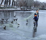 Уток, замерзавших на Лебедином озере в Астрахани, эвакуировали в питомник