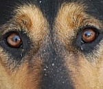 Занимательная математика: в Астрахани, согласно отчетам, практически не должно остаться бездомных собак