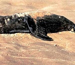 На двух побережьях Каспийского моря нашли более 250 мертвых тюленей